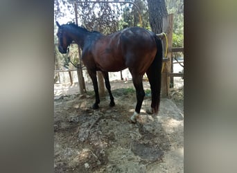 Francés de silla (Selle francais), Caballo castrado, 9 años, 165 cm, Castaño