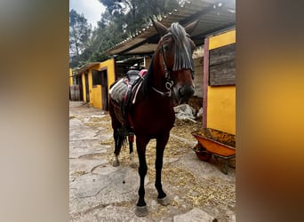 Francés de silla (Selle francais), Caballo castrado, 9 años, 165 cm, Castaño