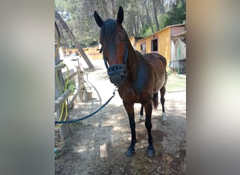 Francés de silla (Selle francais), Caballo castrado, 9 años, 165 cm, Castaño