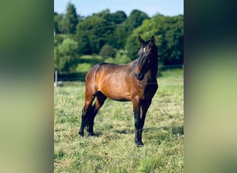 Francés de silla (Selle francais), Caballo castrado, 9 años, 166 cm, Castaño