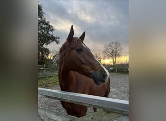 Francés de silla (Selle francais), Caballo castrado, 9 años, 167 cm, Alazán-tostado