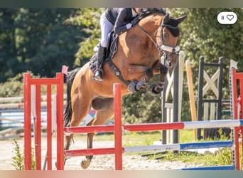 Francés de silla (Selle francais), Caballo castrado, 9 años, 168 cm, Castaño