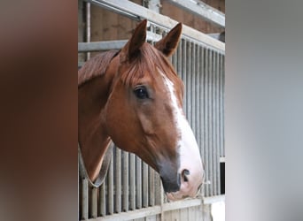 Francés de silla (Selle francais), Caballo castrado, 9 años, 170 cm, Alazán
