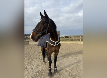 Francés de silla (Selle francais), Caballo castrado, 9 años, 170 cm, Morcillo