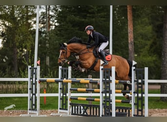 Francés de silla (Selle francais), Caballo castrado, 9 años, 173 cm, Castaño rojizo