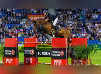 Francés de silla (Selle francais), Desconocido, Embrión