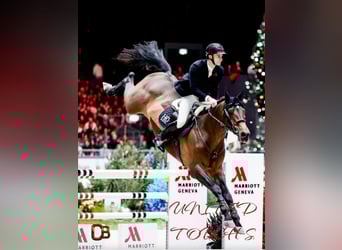 Francés de silla (Selle francais), Desconocido, Embrión