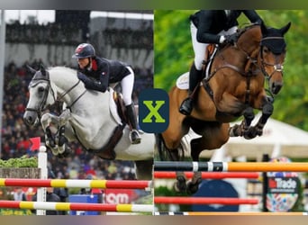 Francés de silla (Selle francais), Desconocido, Embrión