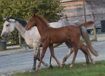 Francés de silla (Selle francais), Semental, 1 año, 130 cm, Alazán