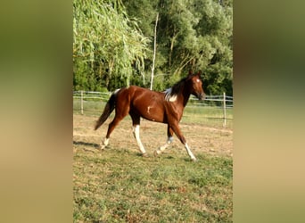 Francés de silla (Selle francais), Semental, 1 año, 147 cm, Pío
