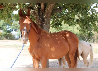 Francés de silla (Selle francais), Semental, 1 año, 150 cm, Alazán