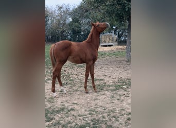 Francés de silla (Selle francais), Semental, 1 año, Alazán