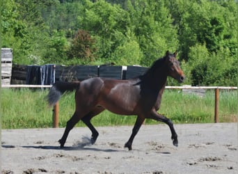 Francés de silla (Selle francais), Semental, 2 años, 160 cm, Castaño