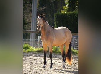 Francés de silla (Selle francais), Semental, 3 años, 173 cm, Bayo