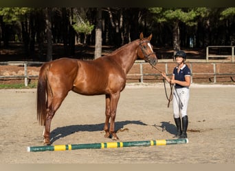 Francés de silla (Selle francais), Semental, 4 años, 172 cm, Alazán