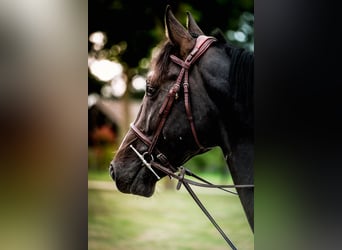 Francés de silla (Selle francais), Semental, 5 años, 165 cm, Negro