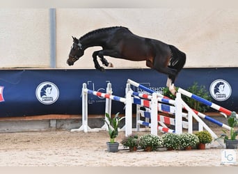 Francés de silla (Selle francais), Semental, 5 años, 176 cm, Castaño oscuro