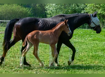 Francés de silla (Selle francais), Semental, , Alazán