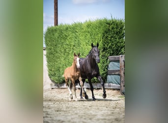 Francés de silla (Selle francais), Semental, Potro (04/2025), Alazán