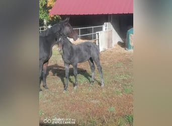 Francés de silla (Selle francais), Semental, Potro (07/2025), Tordillo negro