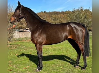 Francés de silla (Selle francais), Yegua, 10 años, 167 cm, Castaño oscuro