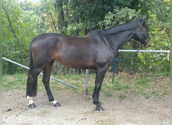 Francés de silla (Selle francais), Yegua, 11 años, 163 cm, Morcillo