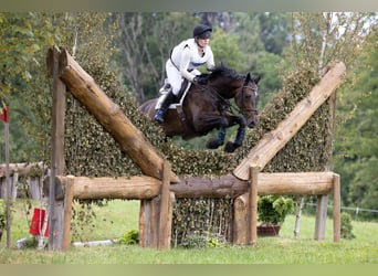 Francés de silla (Selle francais), Yegua, 12 años, 170 cm, Morcillo