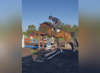 Francés de silla (Selle francais), Yegua, 12 años, 172 cm, Castaño claro