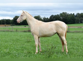 Francés de silla (Selle francais), Yegua, 1 año, 160 cm, Perlino