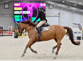 Francés de silla (Selle francais), Yegua, 24 años, 168 cm, Alazán-tostado