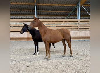 Francés de silla (Selle francais), Yegua, 2 años, 170 cm, Alazán