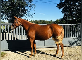 Francés de silla (Selle francais), Yegua, 3 años, 164 cm, Alazán