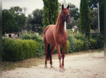 Francés de silla (Selle francais), Yegua, 4 años, 160 cm, Alazán
