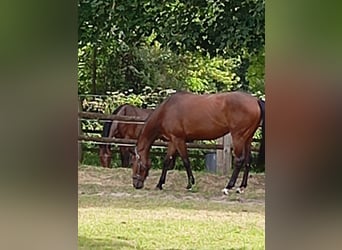 Francés de silla (Selle francais), Yegua, 4 años, 164 cm, Castaño