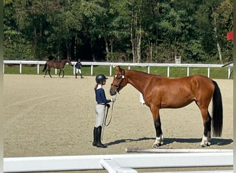 Francés de silla (Selle francais), Yegua, 4 años, 171 cm, Castaño