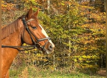 Francés de silla (Selle francais), Yegua, 5 años, 163 cm, Alazán
