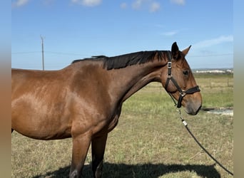 Francés de silla (Selle francais), Yegua, 5 años, 166 cm, Castaño