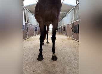 Francés de silla (Selle francais), Yegua, 5 años, 166 cm, Castaño