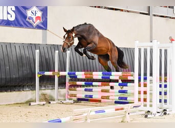 Francés de silla (Selle francais), Yegua, 5 años, 168 cm, Castaño oscuro