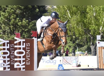 Francés de silla (Selle francais), Yegua, 6 años, 170 cm, Alazán