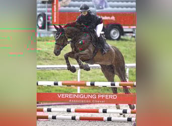 Francés de silla (Selle francais), Yegua, 6 años, 170 cm, Alazán