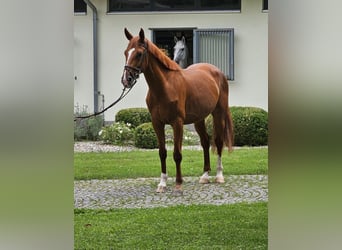 Francés de silla (Selle francais), Yegua, 6 años, 170 cm