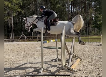 Francés de silla (Selle francais), Yegua, 7 años, 158 cm, Tordo