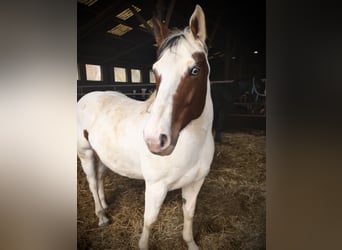 Francés de silla (Selle francais) Mestizo, Yegua, 7 años, 160 cm, White/Blanco