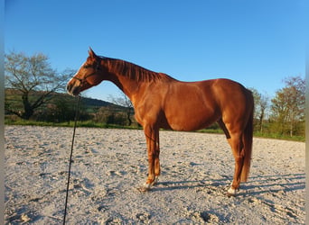 Francés de silla (Selle francais), Yegua, 7 años, 167 cm, Alazán