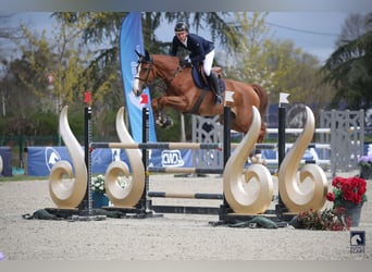 Francés de silla (Selle francais), Yegua, 7 años, 168 cm, Alazán rojizo