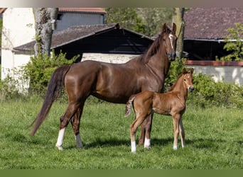 Francés de silla (Selle francais), Yegua, 7 años, 175 cm, Alazán-tostado