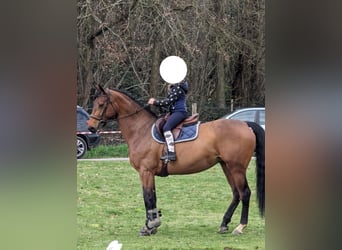 Francés de silla (Selle francais), Yegua, 8 años, 166 cm, Castaño