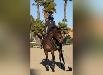 Francés de silla (Selle francais), Yegua, 8 años, 167 cm, Castaño oscuro