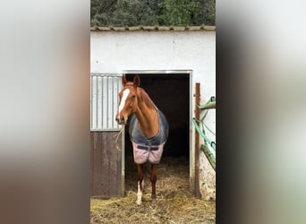 Francés de silla (Selle francais), Yegua, 8 años, 170 cm, Alazán